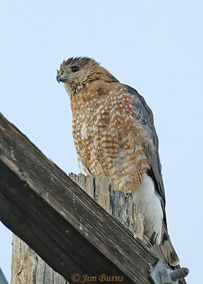 Cooper's Hawk