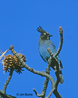 Steller's Jay