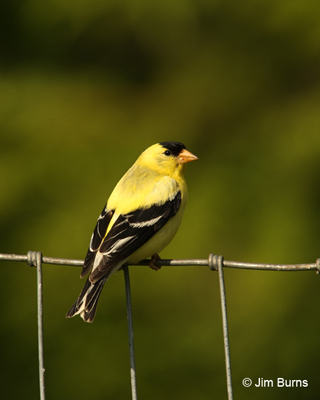 American Goldfinch