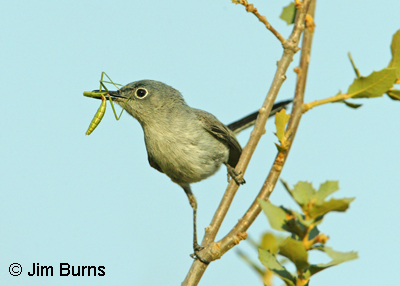 Blue-gray Gnatcatcher