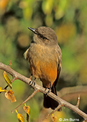 Say's Phoebe