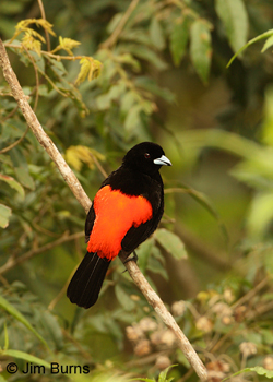 Passerini's Tanager