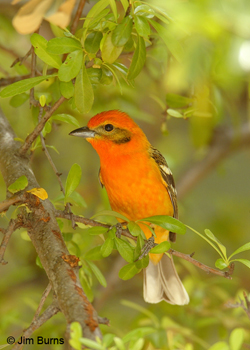 Flame-colored Tanager