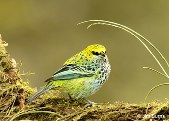 Speckled Tanager