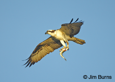 Osprey with fish