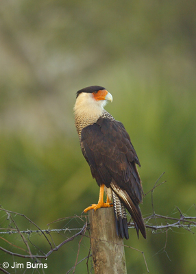 Crested Caracara