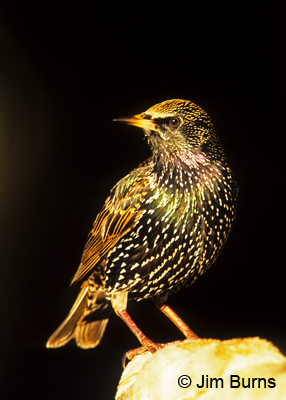 European Starling in sunshaft