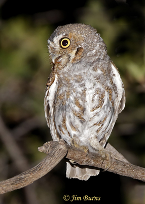 Elf Owl with scorpion--6430