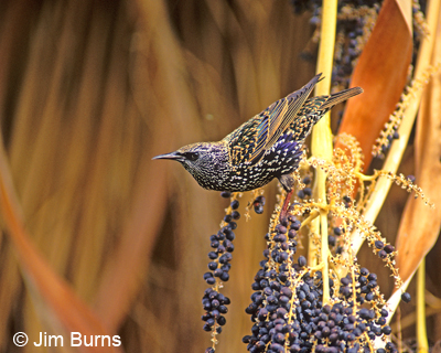 European Starling in date palm
