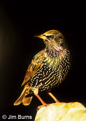 European Starling