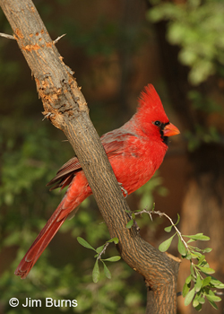 Northern Cardinal