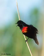 Red-winged Blackbird