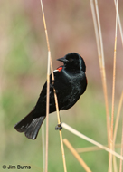 Tricolored Blackbird