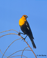Yellow-headed Blackbird
