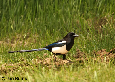 Black-billed Magpie