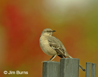 Northern Mockingbird