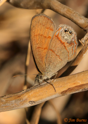 Nabokov's-Satyr--4501