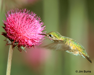 Calliope Hummingbird male at thistle