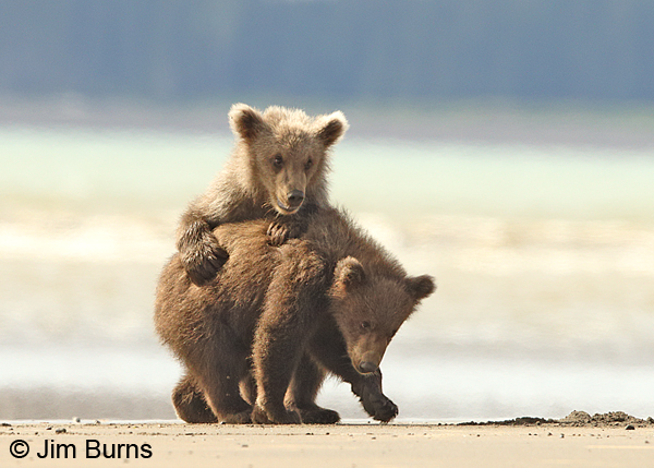 A Day at the Beach 8568
