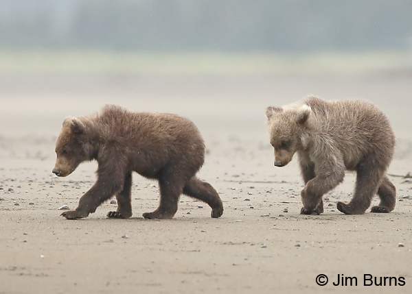 A Walk on the Beach 9436