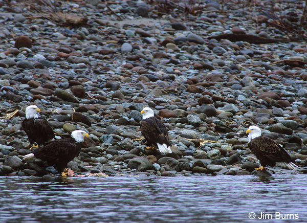A gathering of eagles