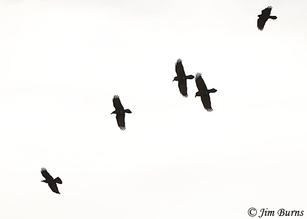 A River of Ravens