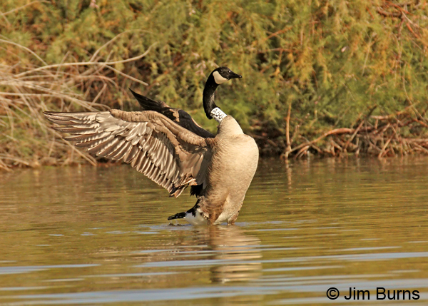A56 stretching before takeoff