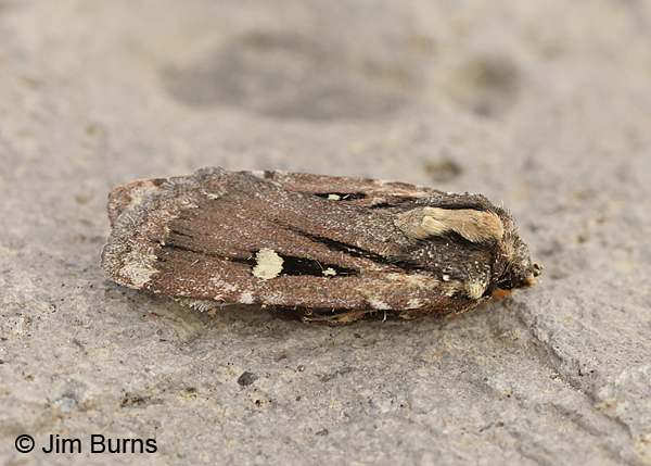Abagrotis glenni dorsolateral view, Oregon
