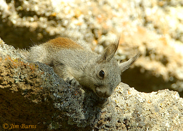 Abert's Squirrel showing ear tassels #2--1955