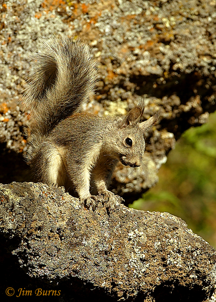 Abert's Squirrel on ledge--1964