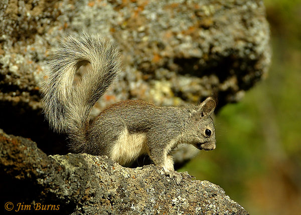 Abert's Squirrel--1966