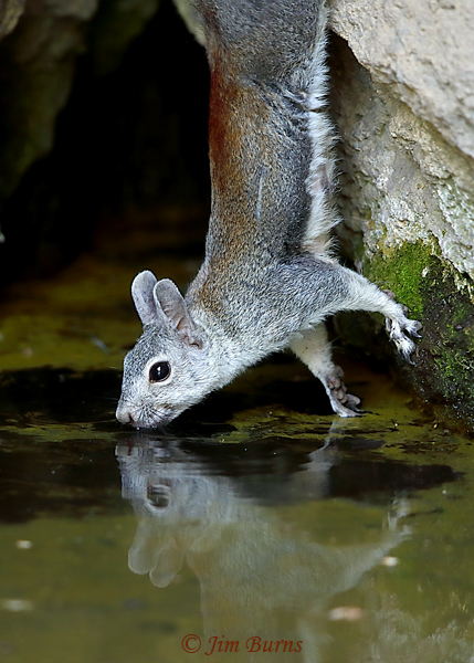 Abert's Squirrel drinking close-up--6299