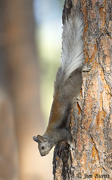 Abert's Squirrel (Kaibab form)--8581