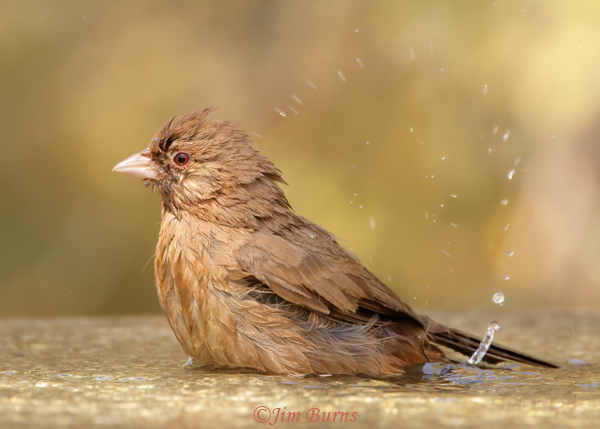 Abert's Towhee bathing--1567