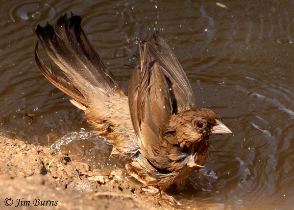 Abert's Towhee bathing #2--2927