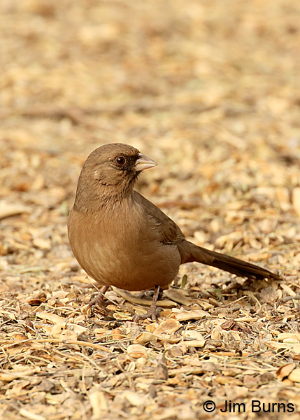 Abert's Towhee in mesquite litter