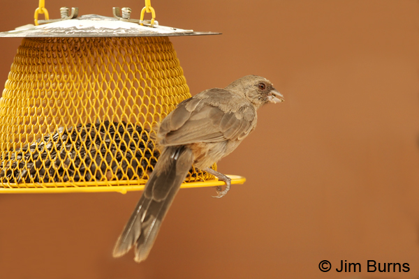 Abert's Towhee juvenile