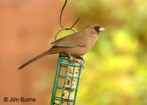Abert's Towhee on suet feeder