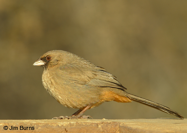Abert's Towhee