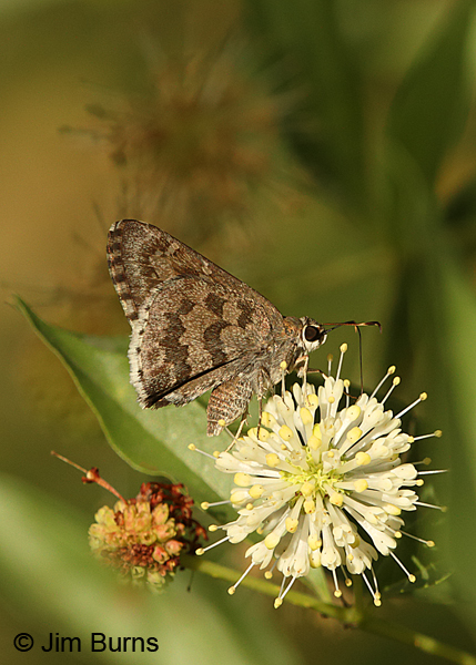 Acacia Skipper, Arizona