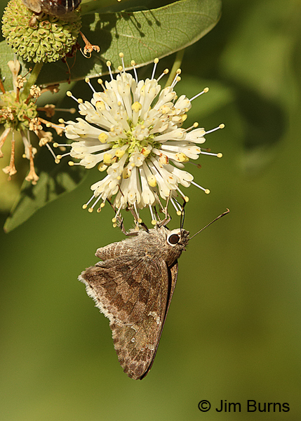Acacia Skipper #2, Arizona