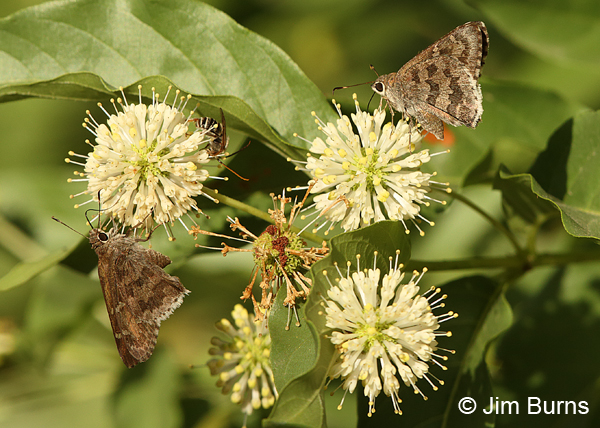 Acacia Skippers with bee, Arizona