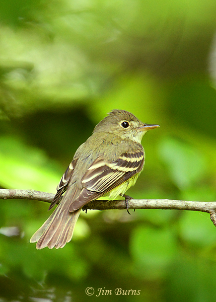 Acadian Flycatcher dorsal view--6762