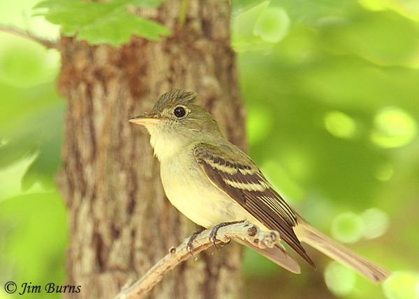 Acadian Flycatcher long primaryextension--6851
