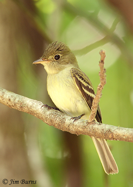 Acadian Flycatcher--6858