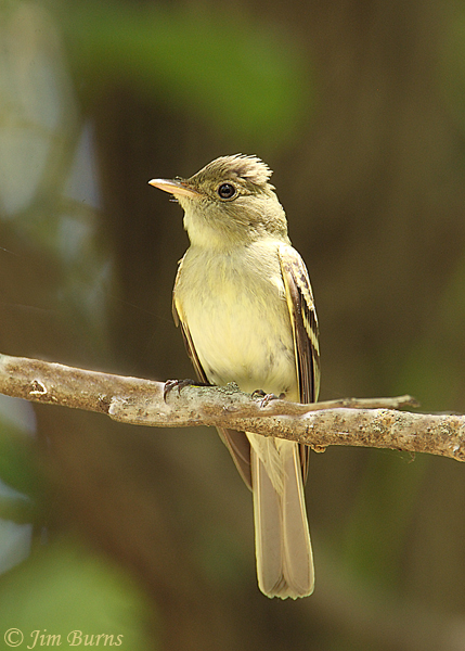 Acadian Flycatcher #2--6859