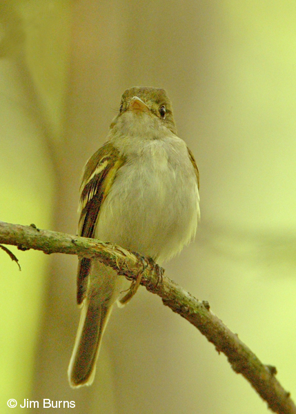 Acadian Flycatcher lower mandible