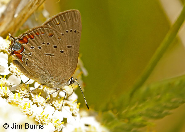 Acadian Hairstreak, Minnesota--9609