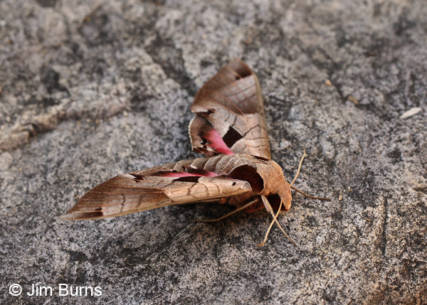 Achemon Sphinx Moth dorsolateral view, Arizona