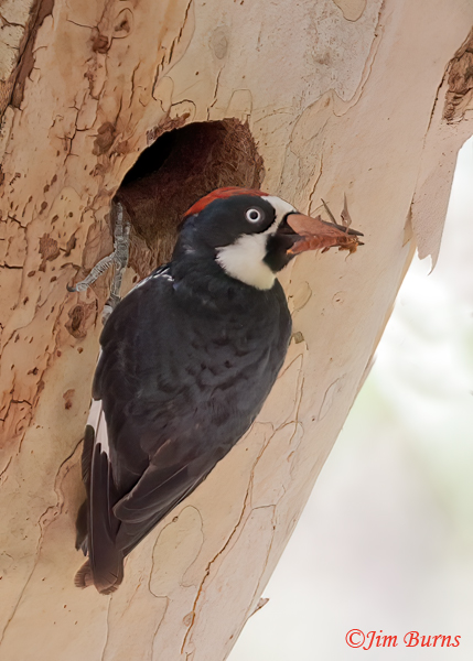 Acorn Woodpecker male with wasp for nestlings--0739